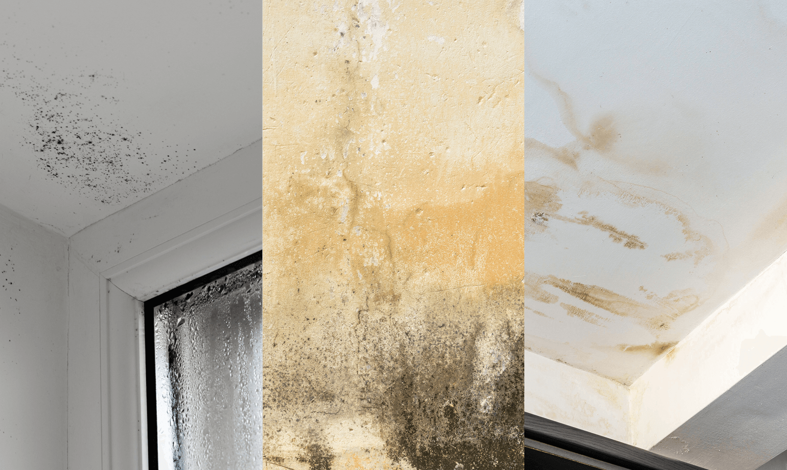 How To Fix And Paint A Damp Wall Valspar Paint